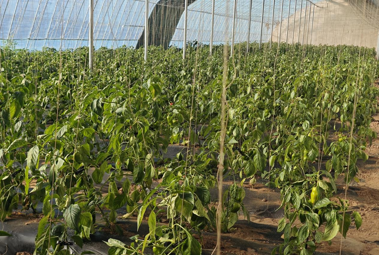 科左后旗：蔬菜大棚绿意浓奏响冬日“增收曲”(图3)