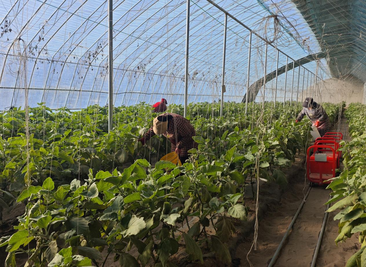 科左后旗：蔬菜大棚绿意浓奏响冬日“增收曲”